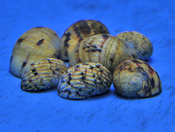 Nerita polita