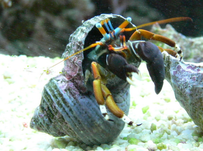 calcinus laevimanus
