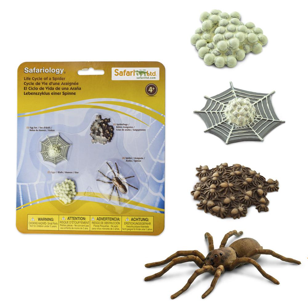 Spindelns Livscykel 