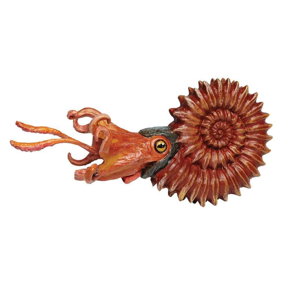 Ammonite  13 cm-  Safari 