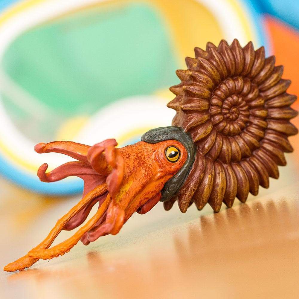 Ammonite  13 cm-  Safari  - 2