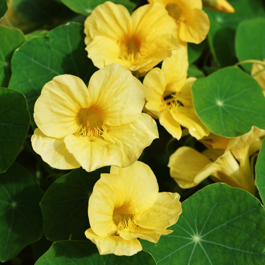 Slingerkrasse - Moonlight