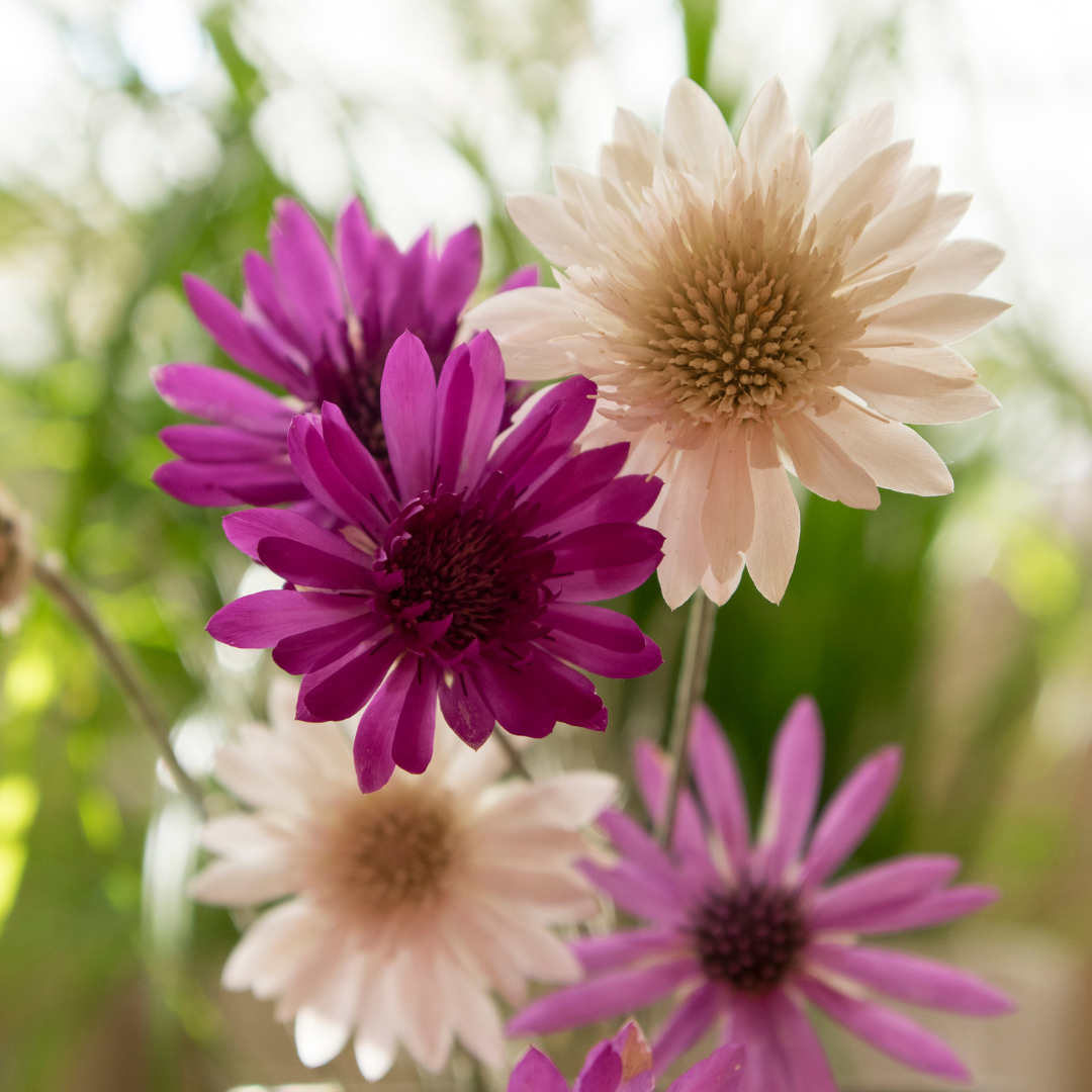 Pappersblomster - Mix