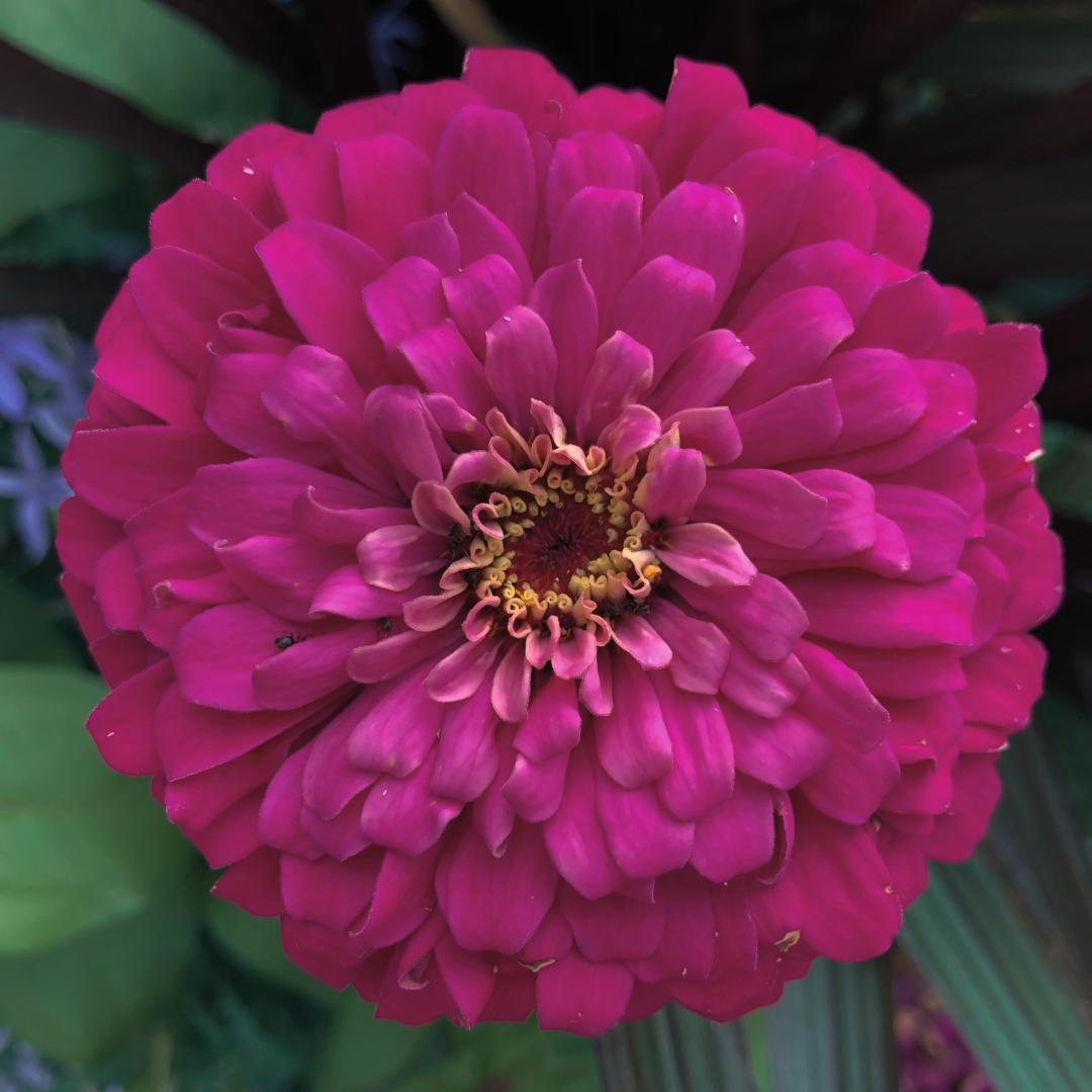 Zinnia - Violet Queen