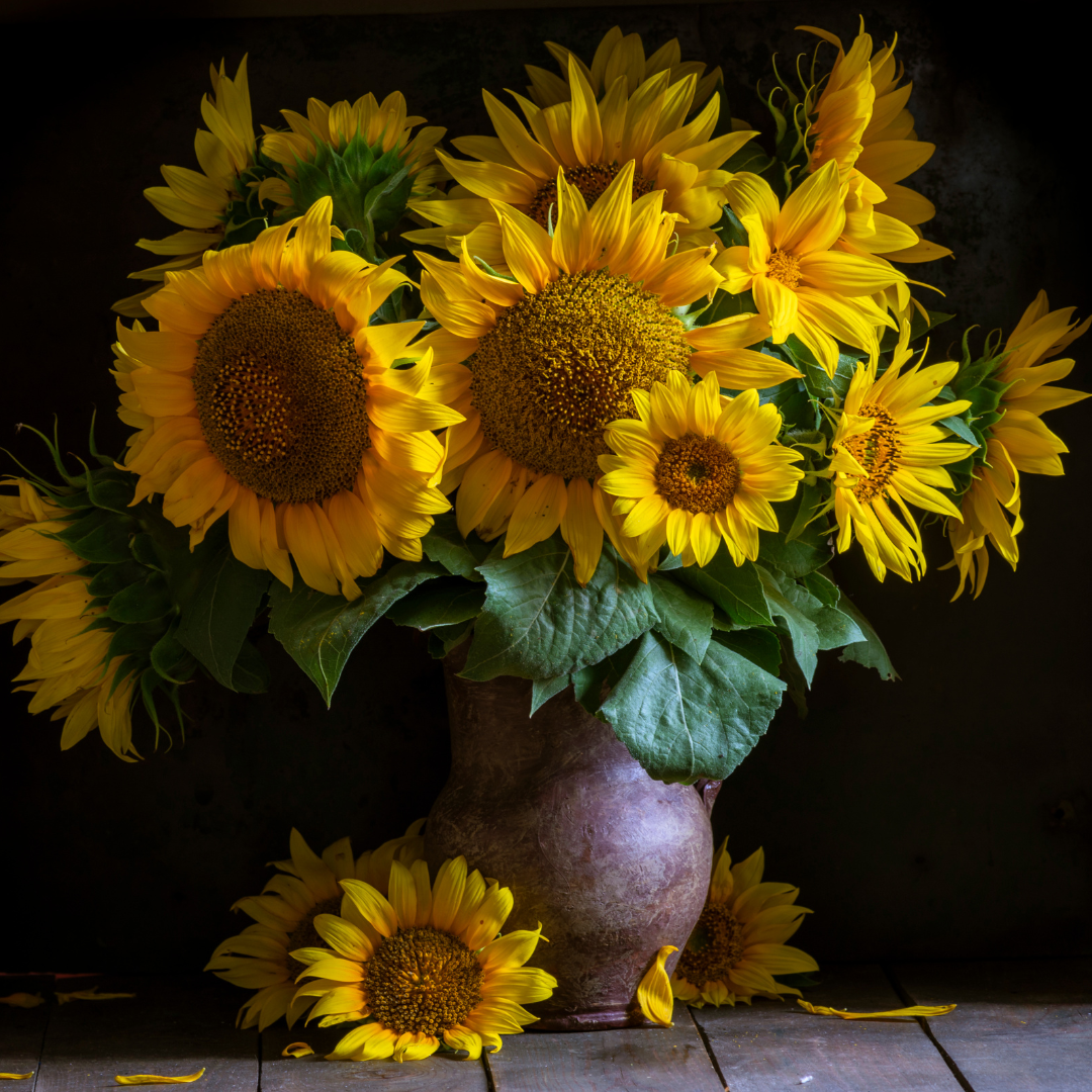 Dvärgsolros - Yellow Pygmy