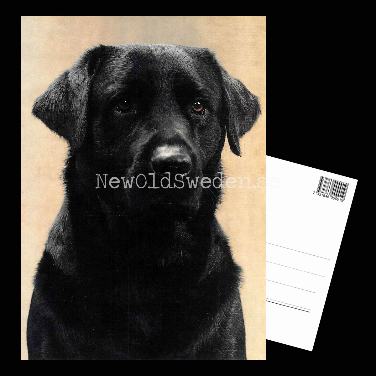 Labrador Retriever Vykort A5 - 3