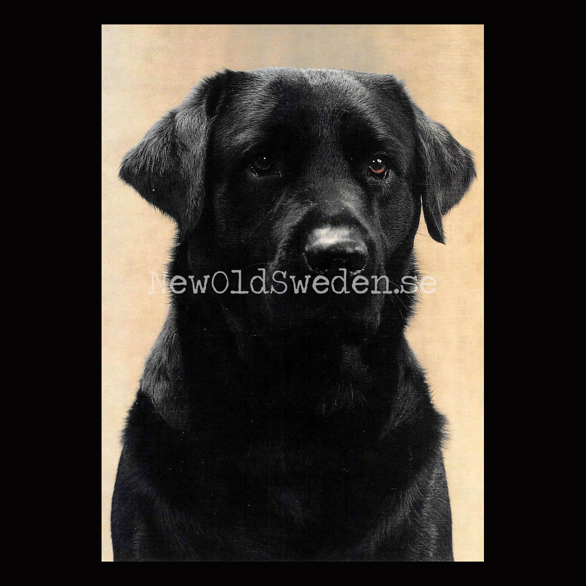 Labrador Retriever Vykort A5
