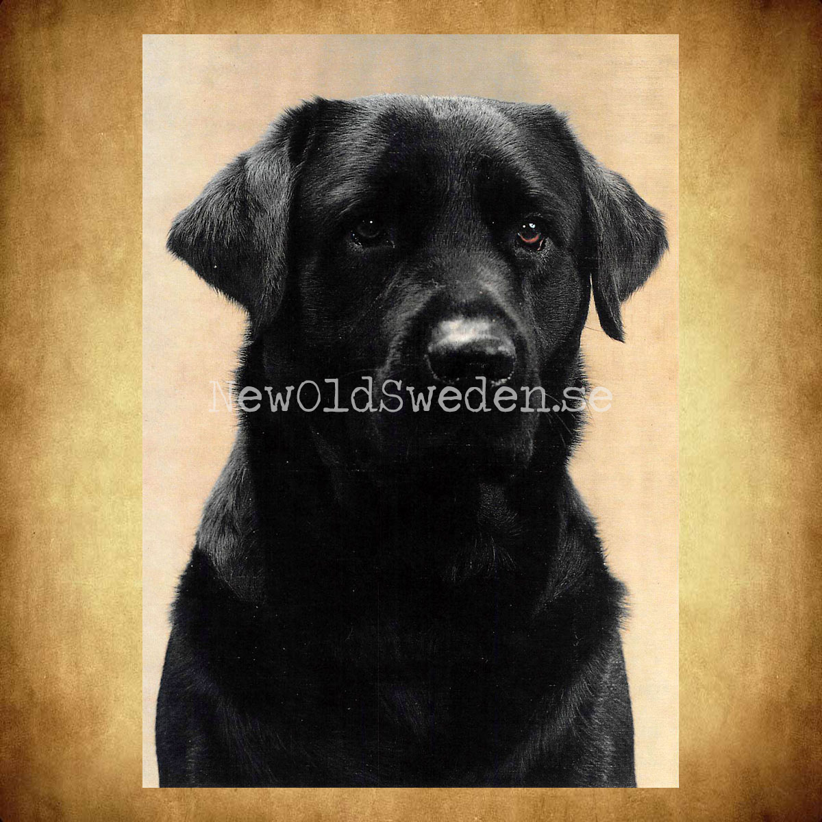 Labrador Retriever Vykort A5 - 2