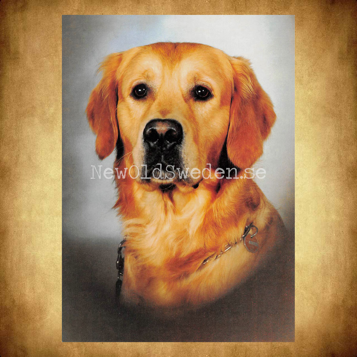 Golden Retriever - Vykort A5 - 2