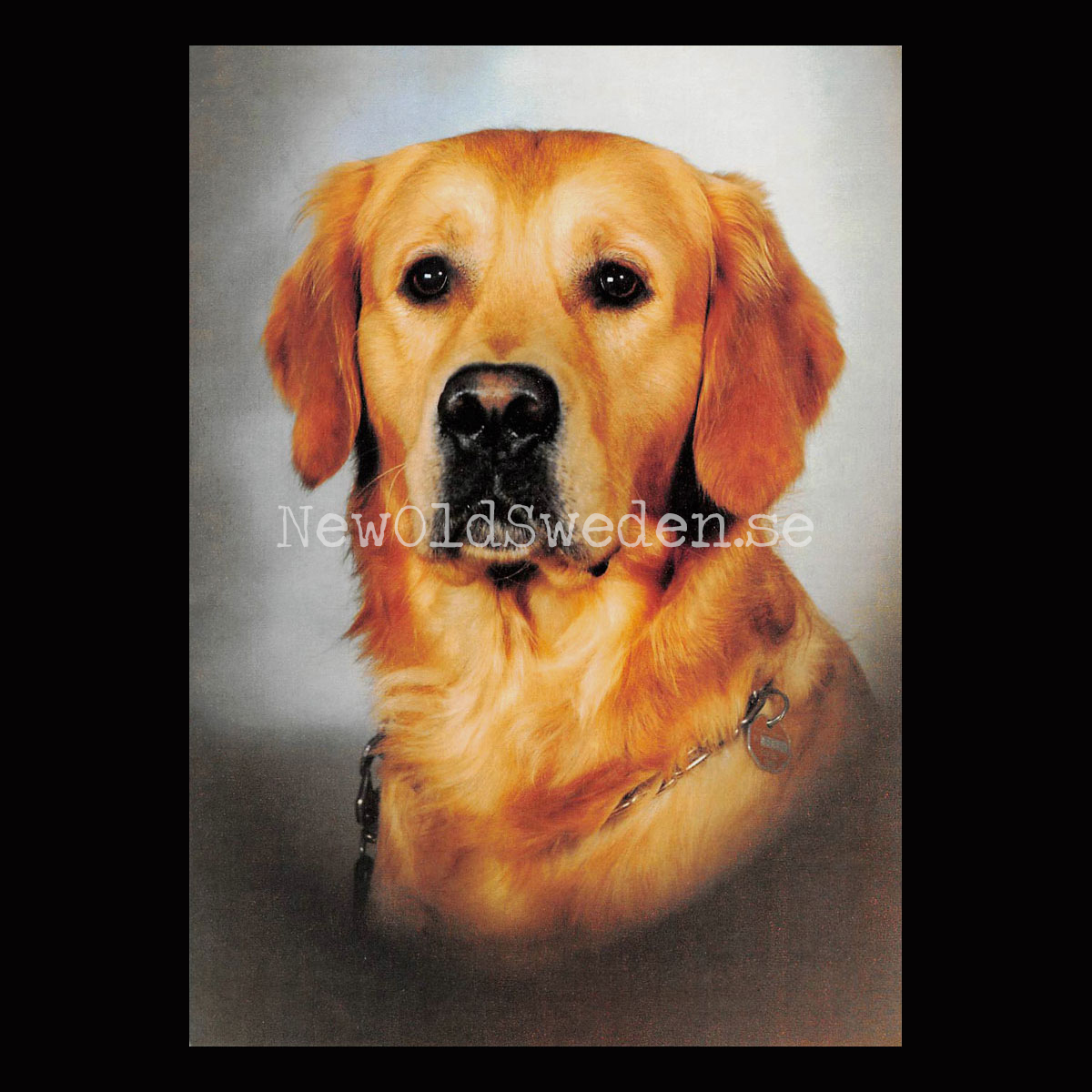 Golden Retriever - Vykort A5