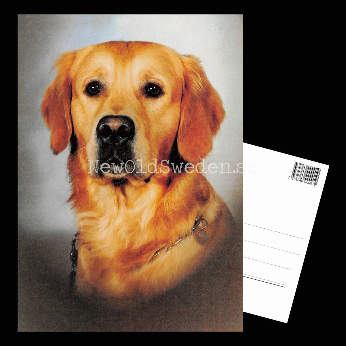 Golden Retriever - Vykort A5 - 3