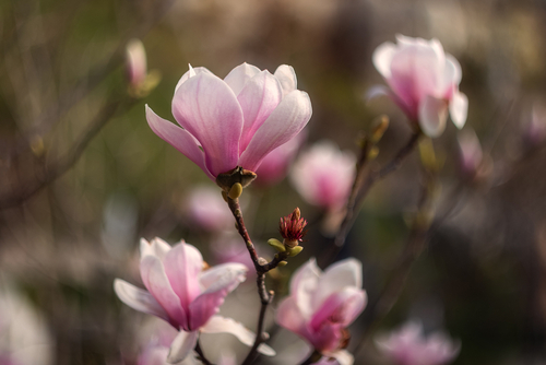 Magnolia soulangeana 80-100 cm, C35