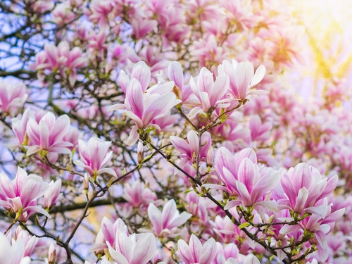Magnolia soulangeana 80-100 cm, C35 - 2