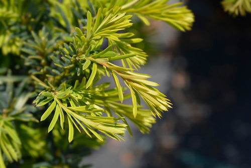 Taxus Baccata Dovastoniana 150-175, C180 Bonsai