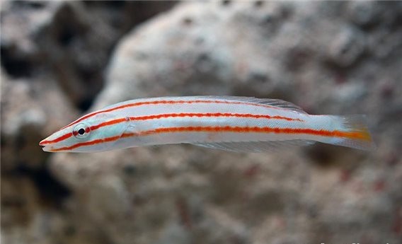 Hologymnosus Doliatus