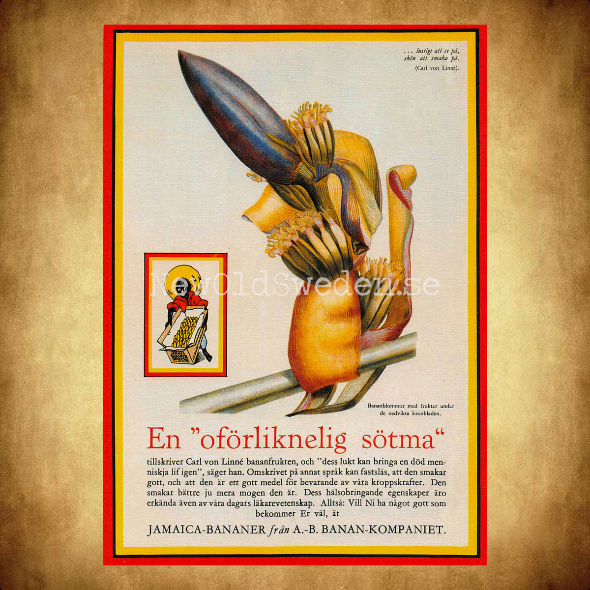 BANAN-KOMPANIET - Bananblomma Jamaica Bananer - Vykort A5 - 2