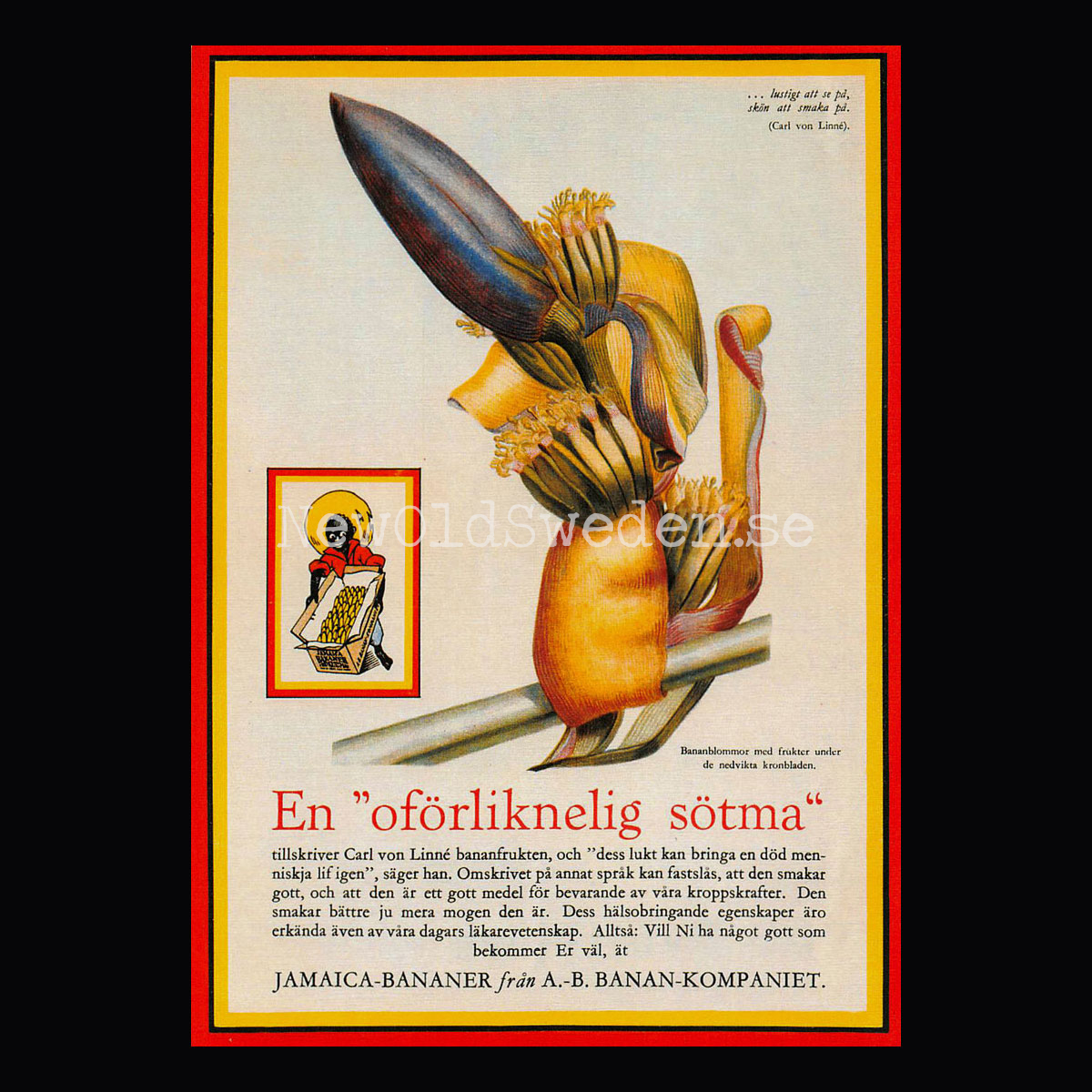 BANAN-KOMPANIET - Bananblomma Jamaica Bananer - Vykort A5