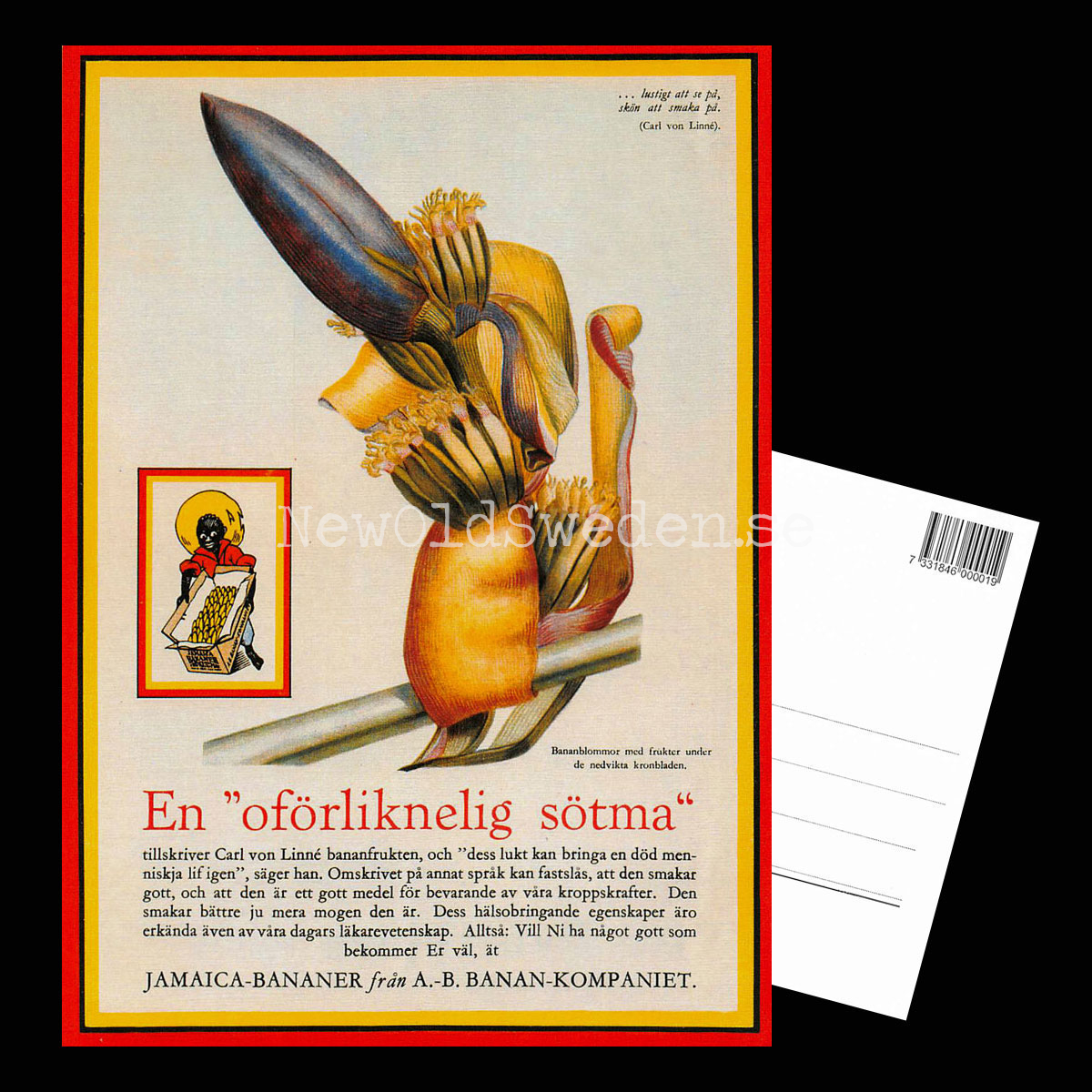 BANAN-KOMPANIET - Bananblomma Jamaica Bananer - Vykort A5 - 3