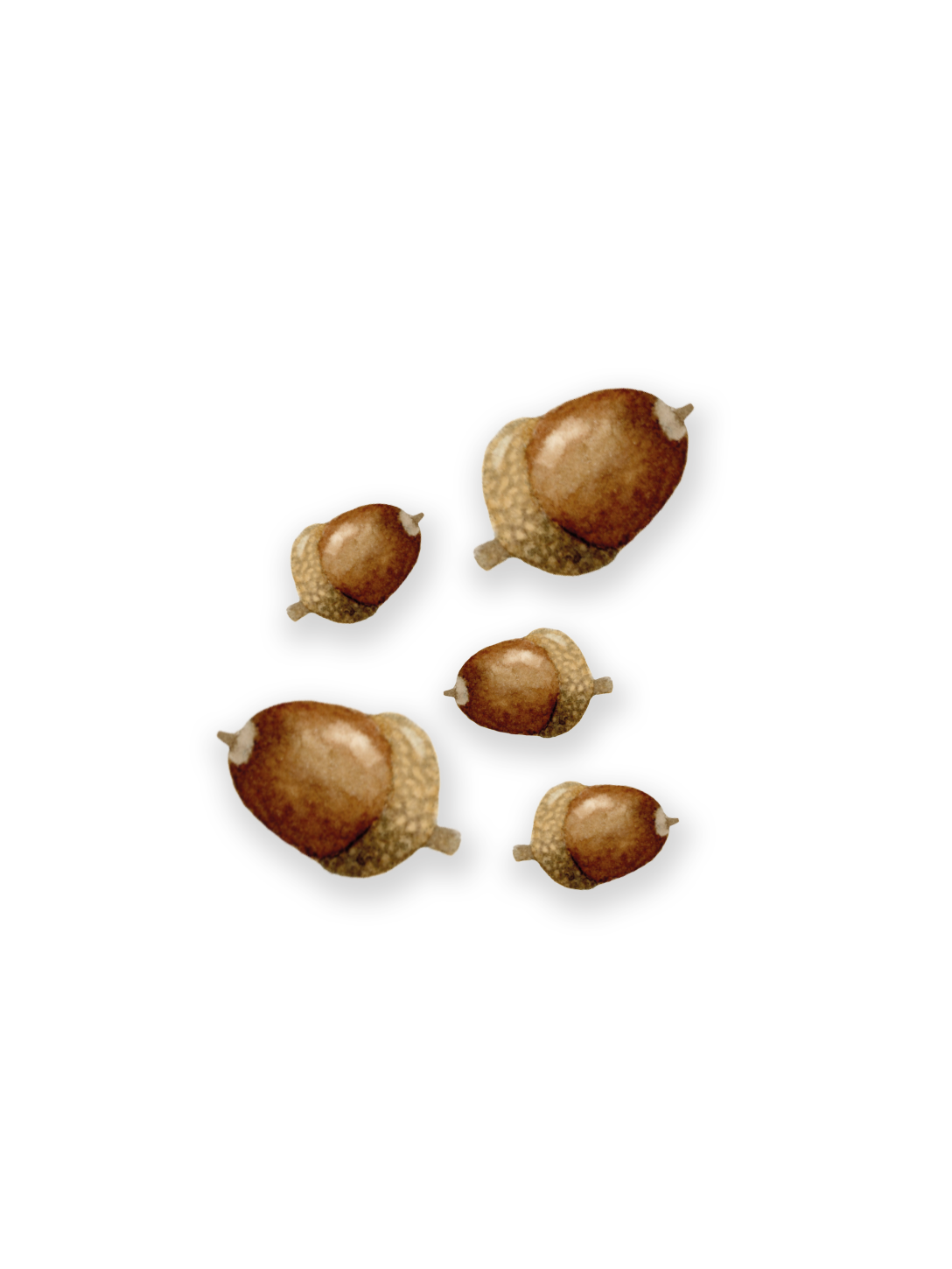 Väggdekor - Ekollon 5-pack