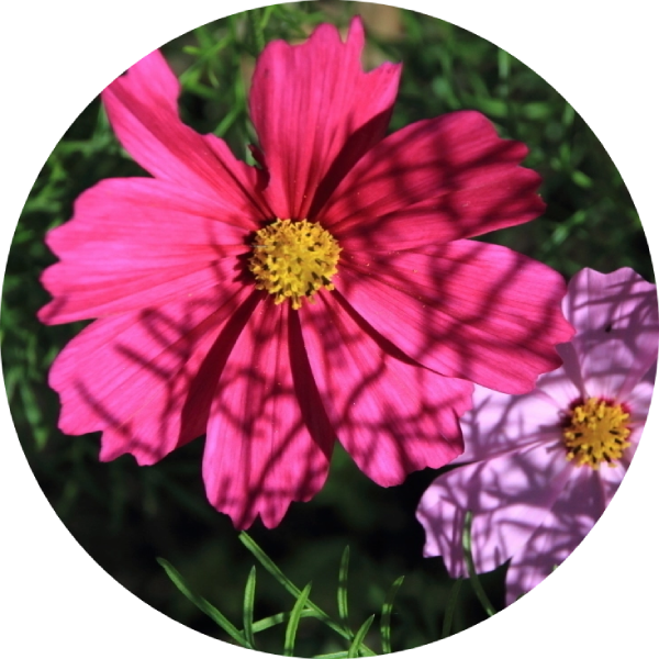 Rosenskära - Vega Pink-Red