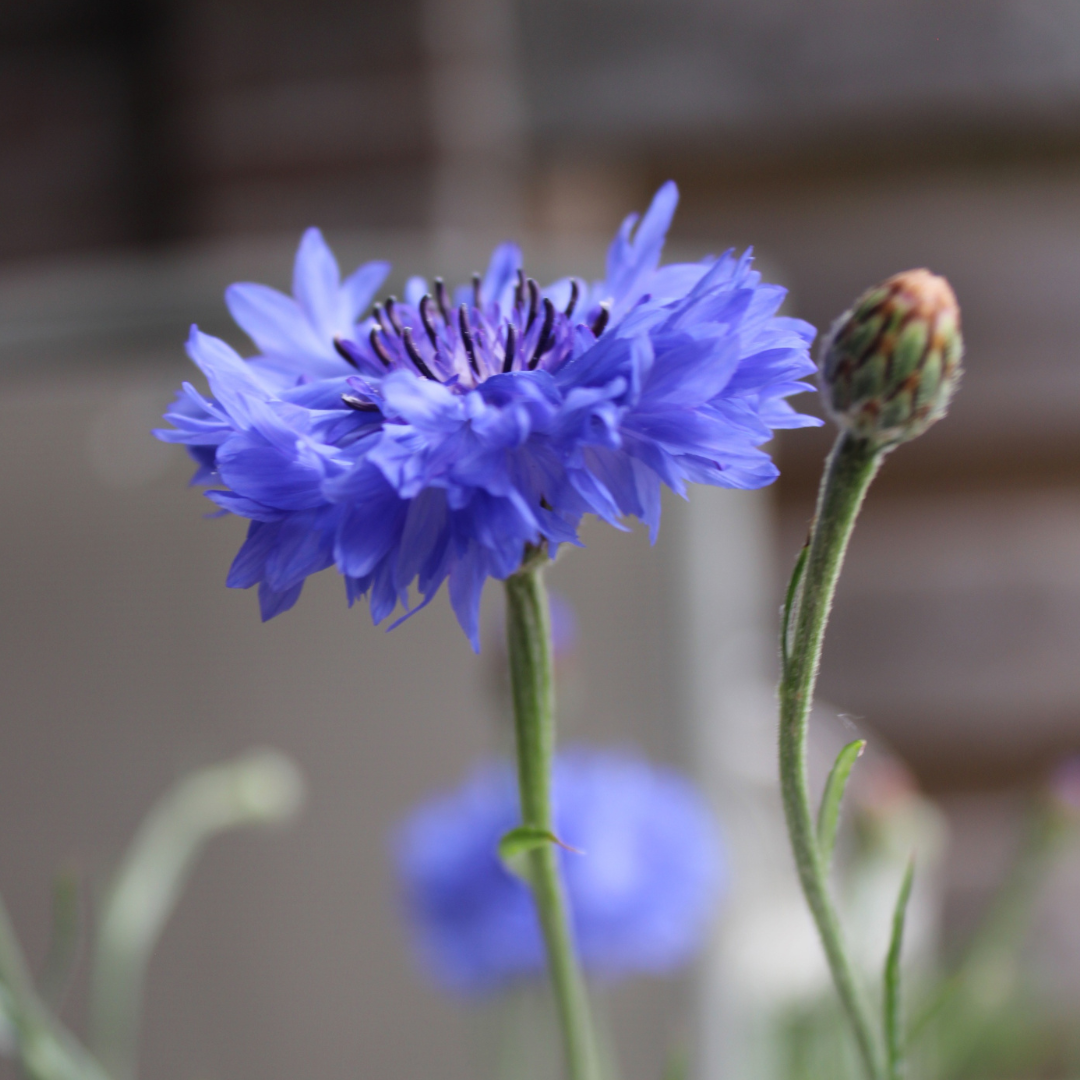 Blåklint - Blue Diadem