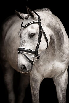 Lippo Supreme Integro Grande Bridle - Black / white