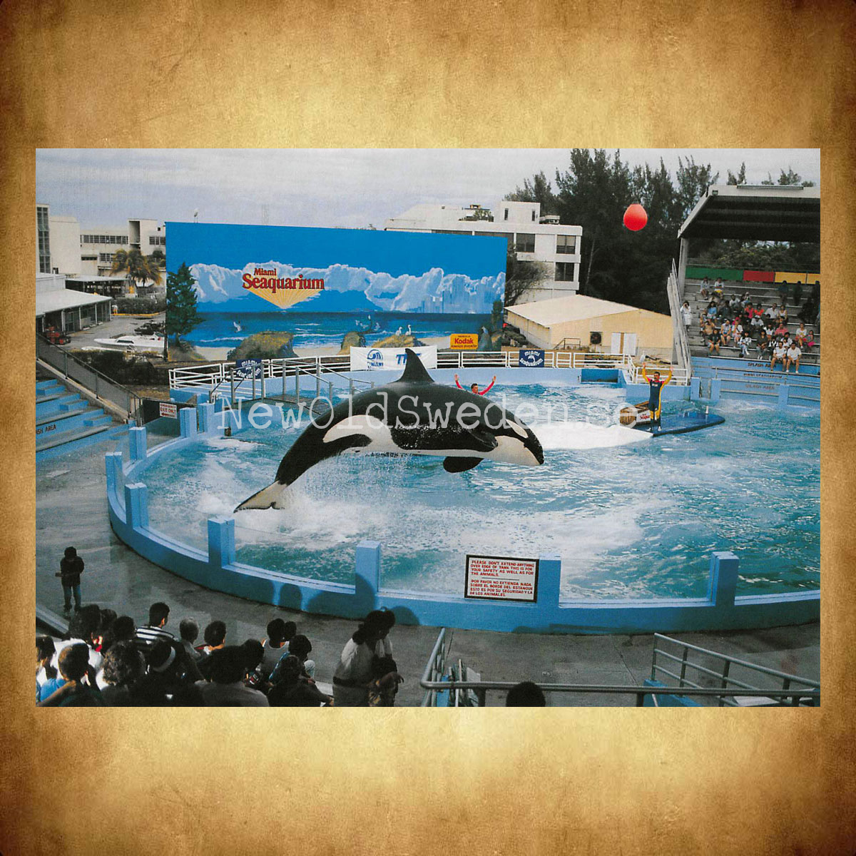 Miami Seaquarium - Vykort A5 - 2