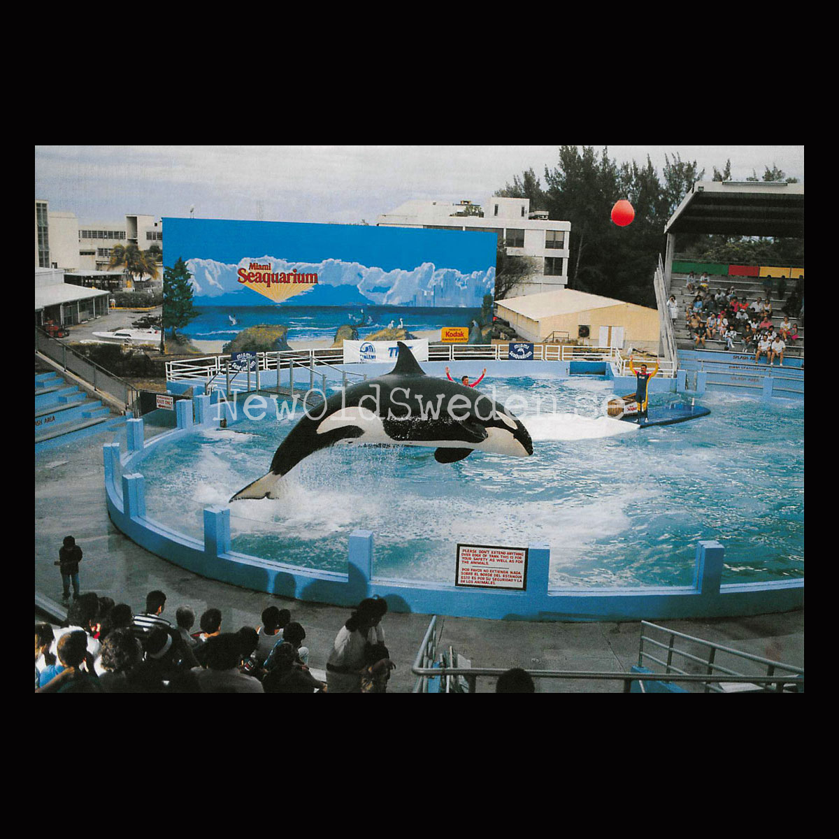 Miami Seaquarium - Vykort A5