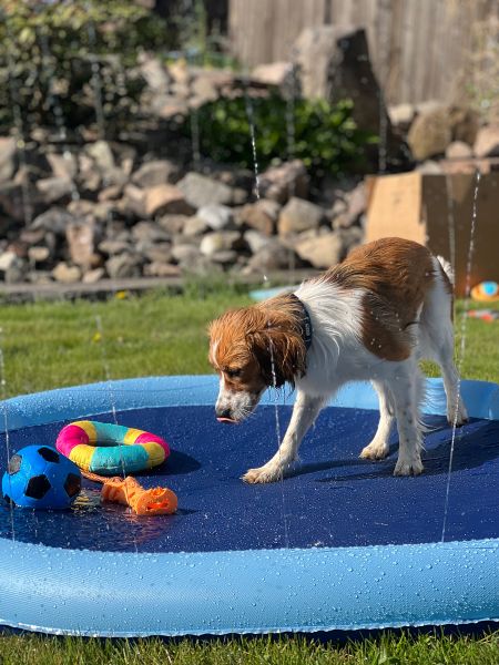 Buy Dogman Fountain Mat for your dog