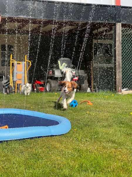 Buy Dogman Fountain Mat for your dog