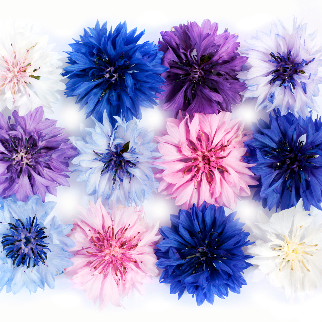 Blåklint - Frosty Mix