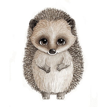 Harry the hedgehog