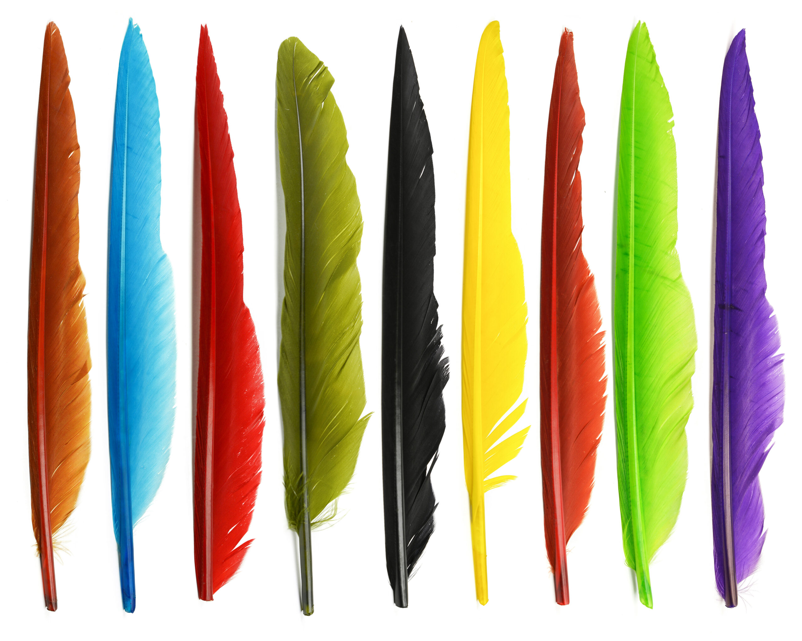 Duck Quills - Vingpenna
