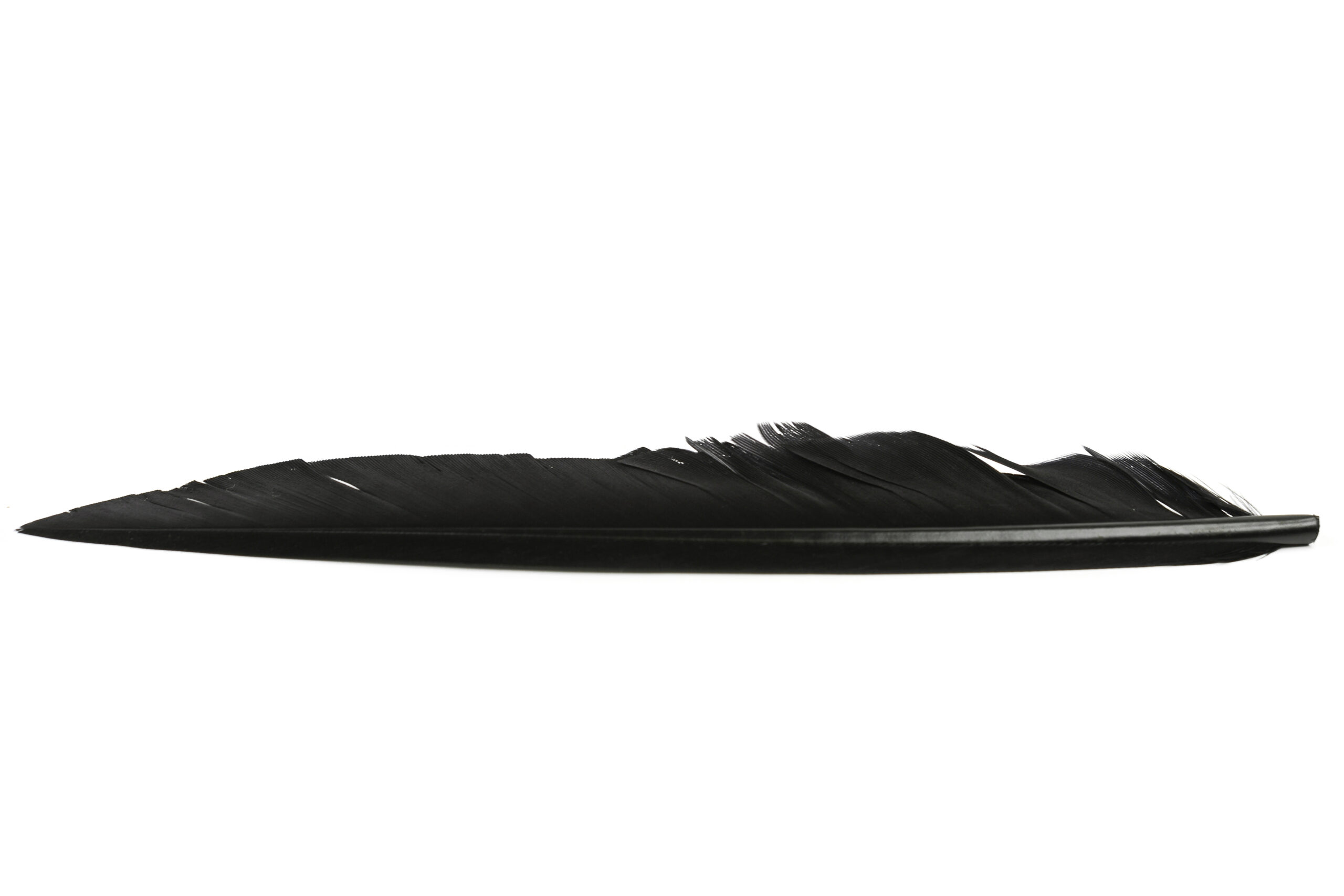 Duck Quills - Vingpenna - 12