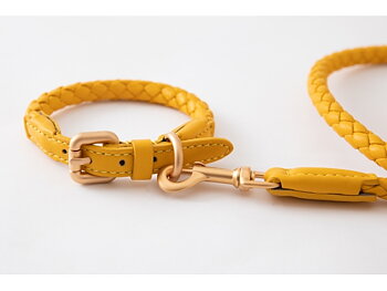 2.8 Ferdinando Yellow Dog collar