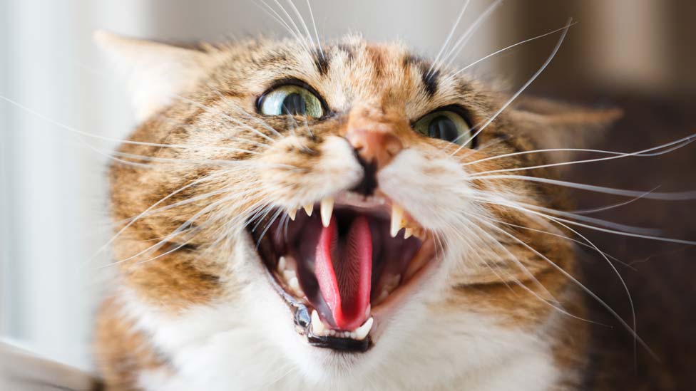 Hur jag fångade ett katt utan att bli klöst
