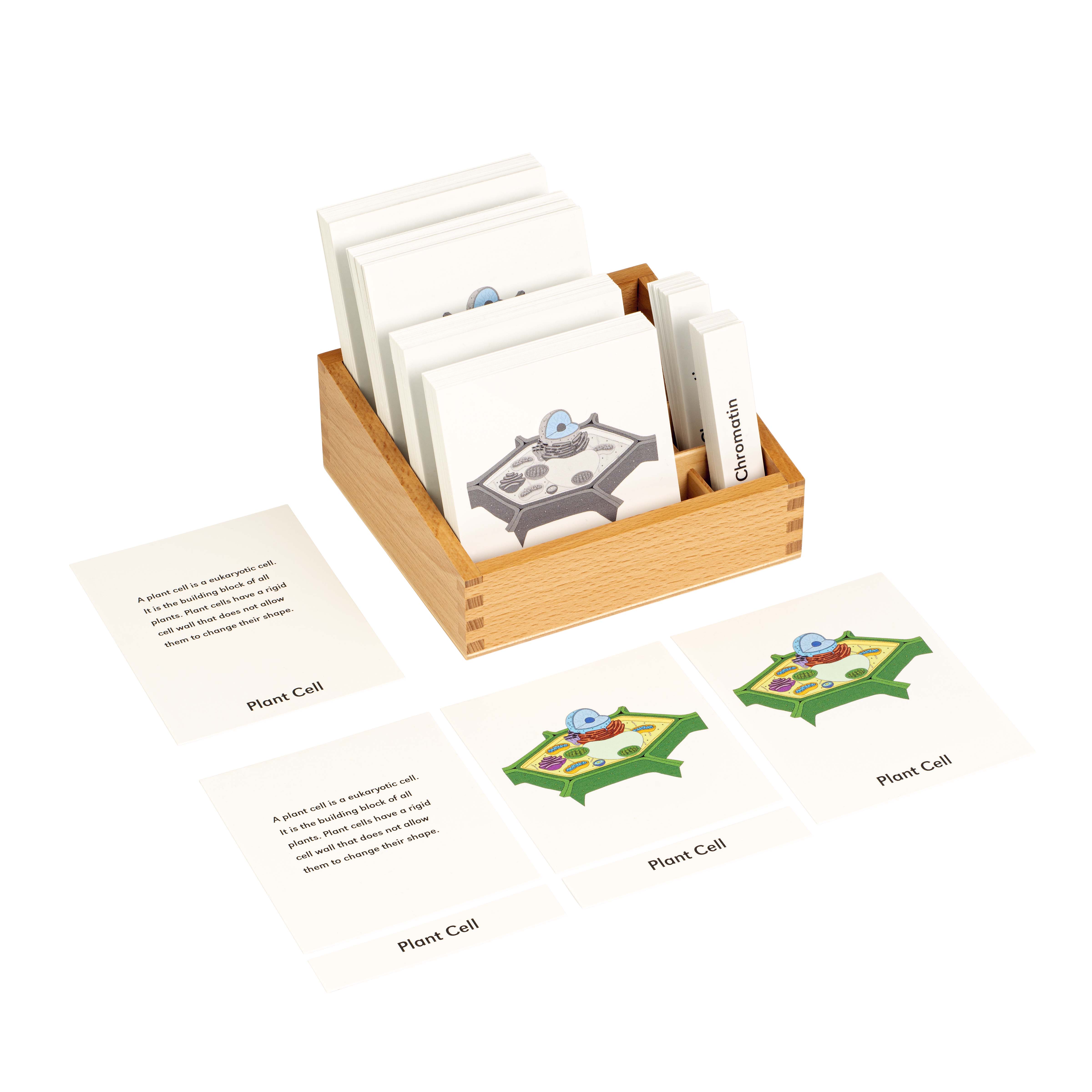 Plant Cell  Nomenclature cards