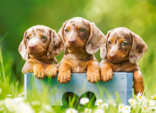Cute Dachshunds, 100-bitarspussel (B-111213)