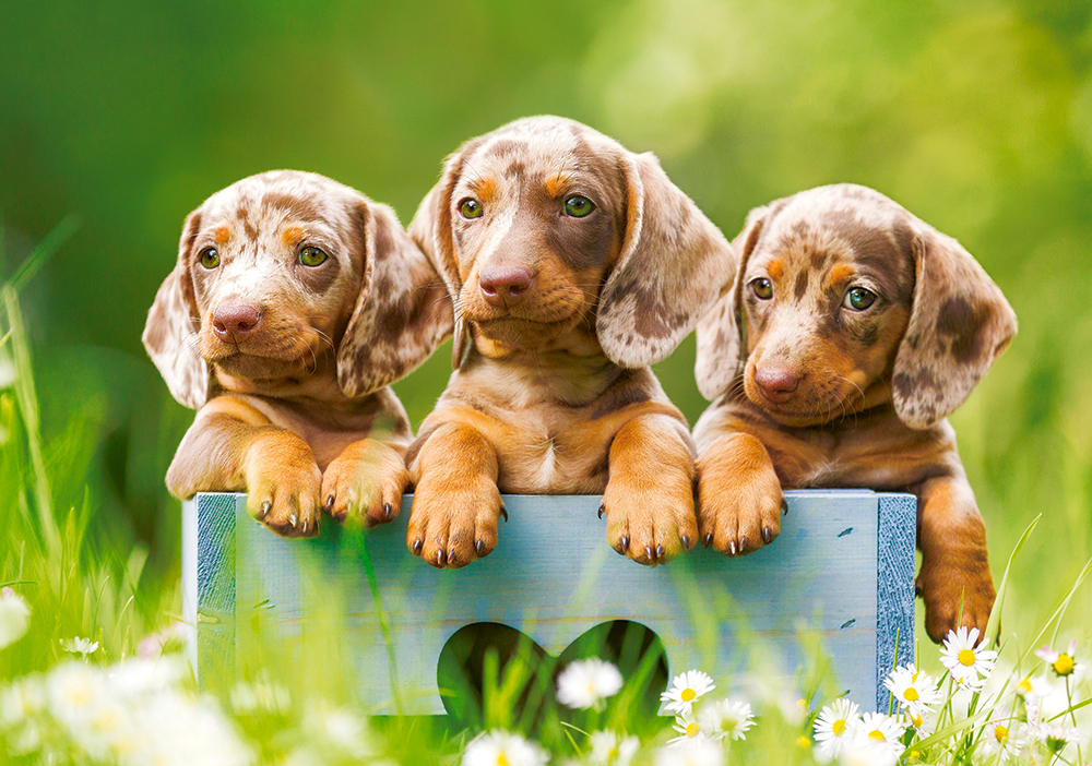 Cute Dachshunds, puslespil med 500 brikker (B-53605)