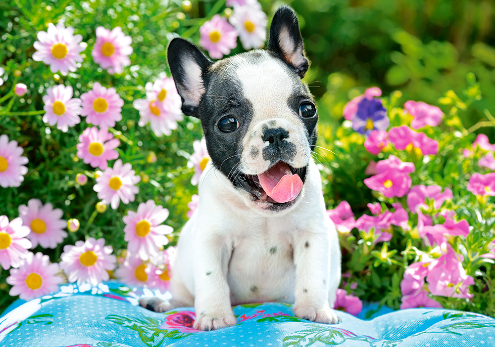 French Bulldog Puppy, puslespil med 500 brikker (B-53650)