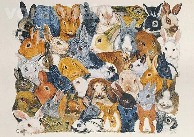 Bright Eyes, Postcard