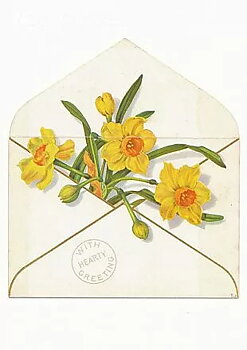 Daffoldils in an Envelope (c. 1880), Postcard