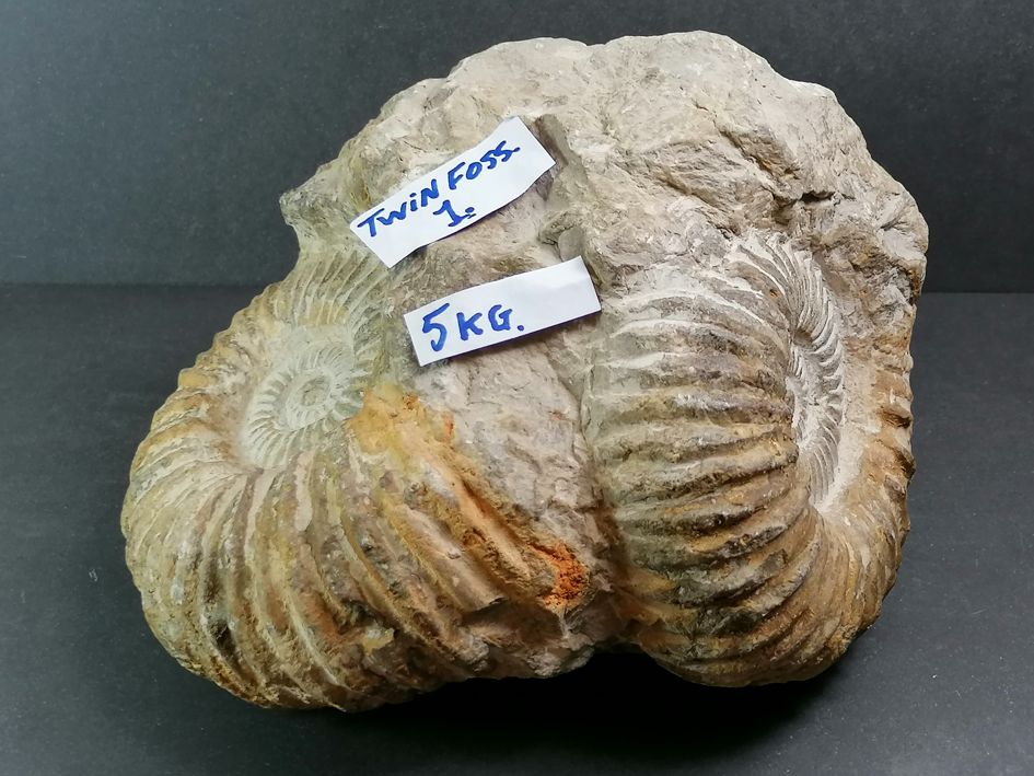 Dubbel Ammonit i Kalksten  -  5kilo - 3