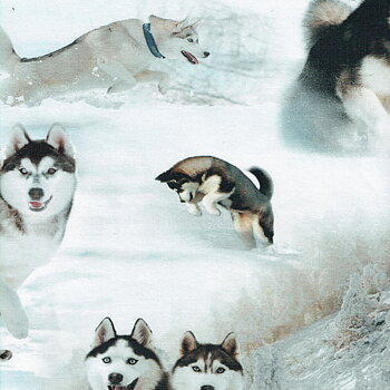 Trikå - Husky