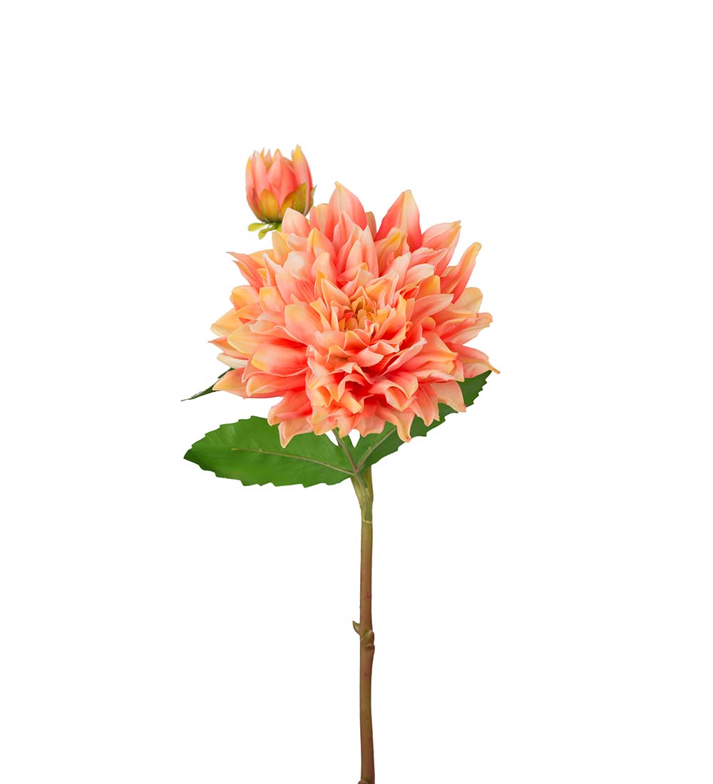 Dahlia / Aprikos / H:70cm
