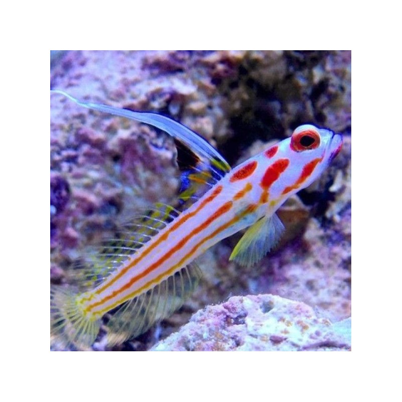 Gobiodon Yasha (reef safe)