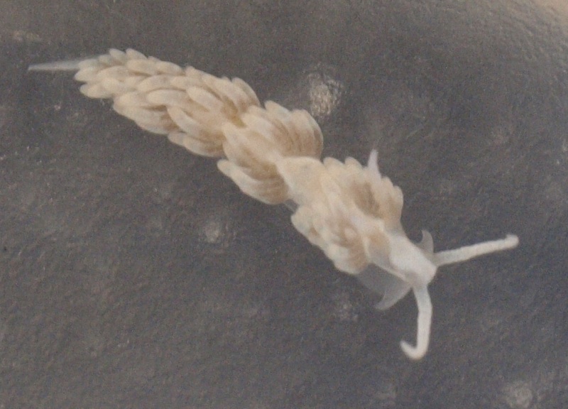 Berghia sp.