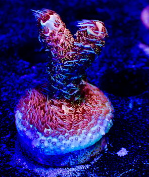 Acropora Millepora OOL Cherry Ghost