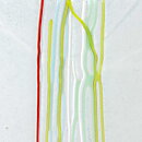 バーティル･ヴァリーン Rainbowシリーズ   虹のガラスの花瓶 Vase  20cm 1982年