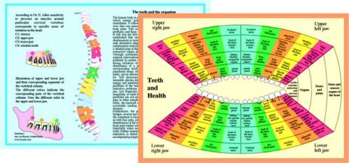 Teeth and Health - Tändernas påverkan på kroppen, A4-plansch